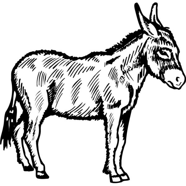 BURRO005 Vignette