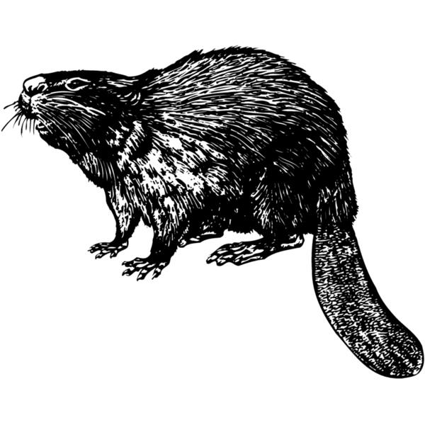 BEAVER02 Vignette