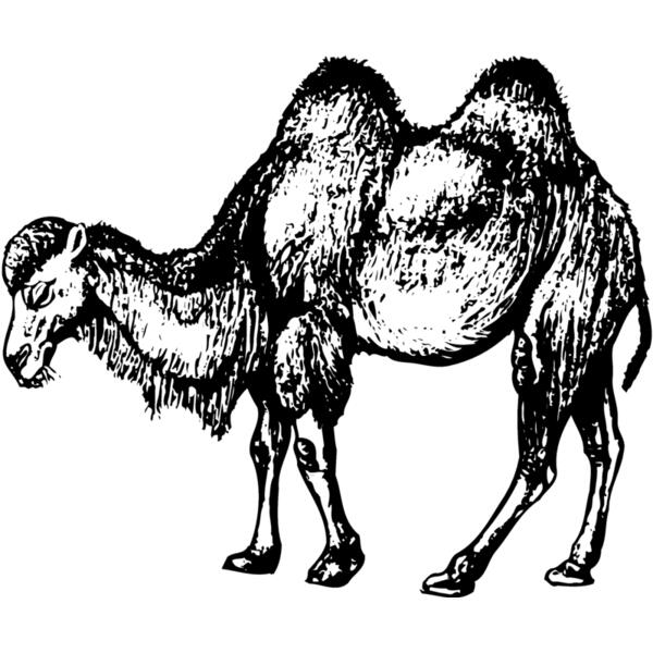 CAMEL002 Vignette