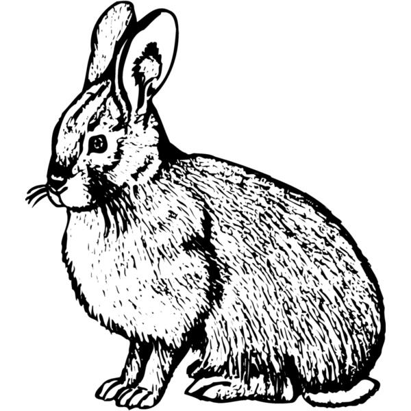 RABB007 Vignette